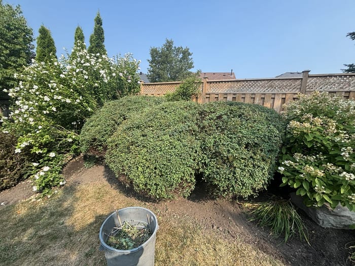 After: hedge trimming and shaping