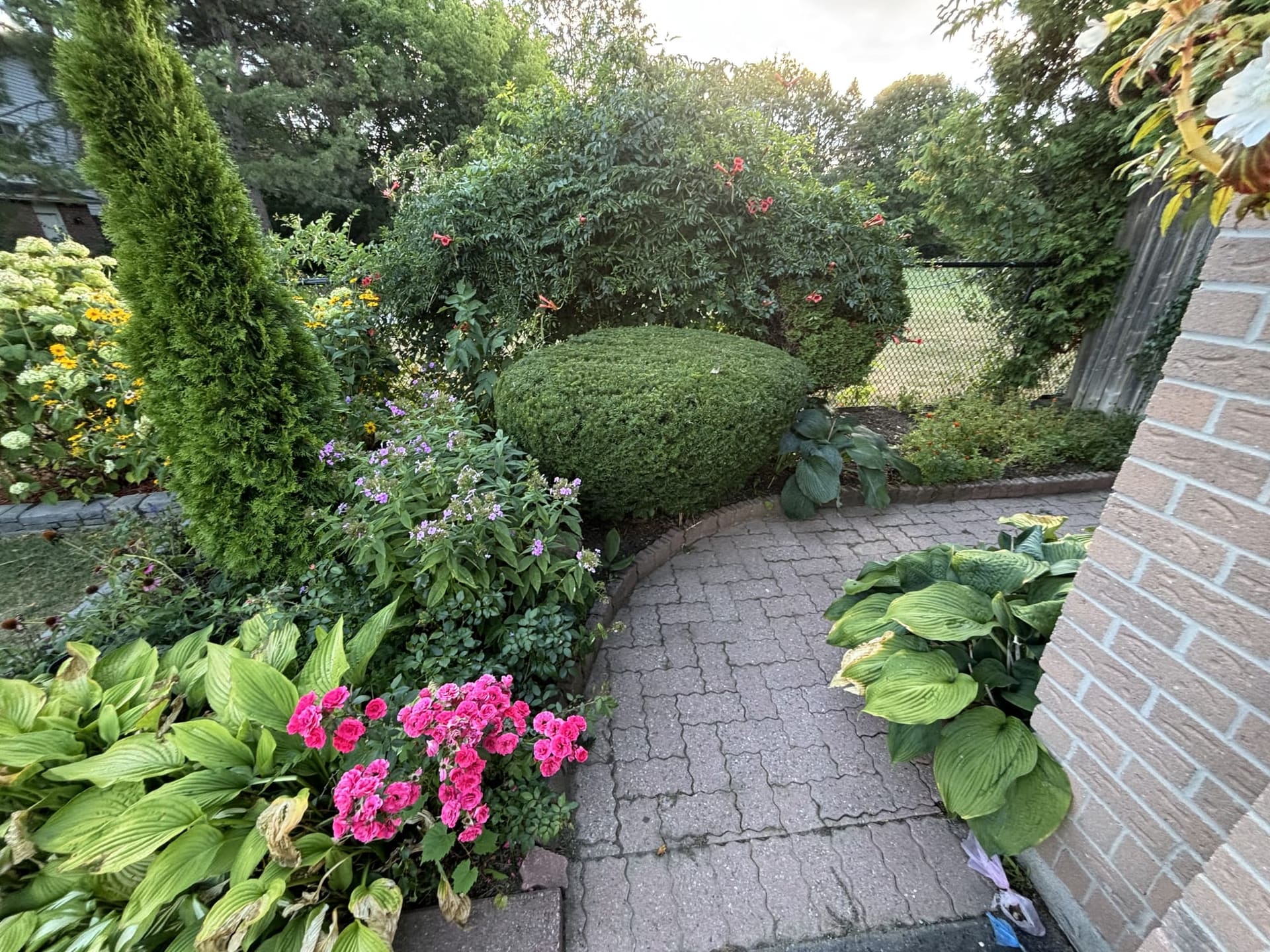 Rounded, neatly trimmed shrub in a flower garden beside a brick walkway