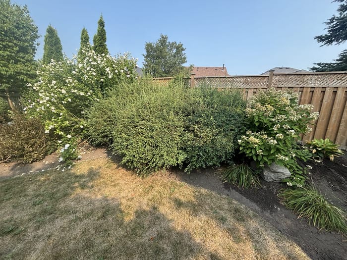 Before: hedge trimming and shaping