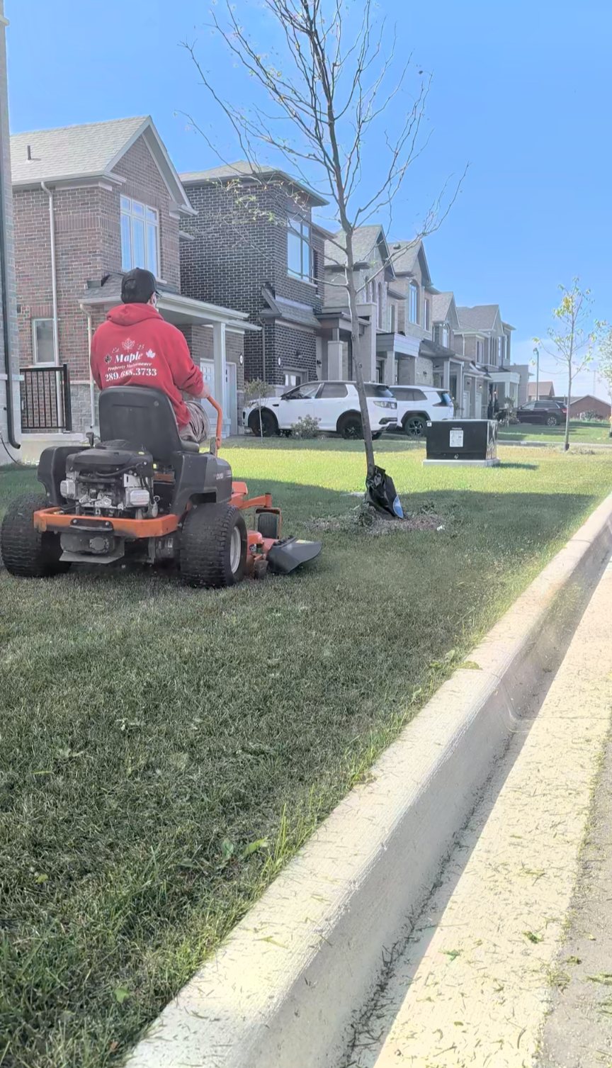 Maple crew member mowing a boulevard lawn with a zero-turn mower along a residential street